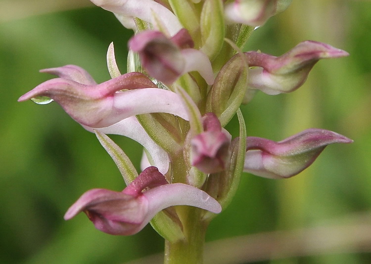 Anacamptis coriophora / Orchide cimicina